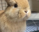不正咬合うさぎのお悩みのご相談相手になります うさぎの飼育で困っている飼い主様の悩みに寄り添います イメージ2