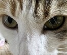 可愛い猫の写真を提供します 5匹のミックスの猫ちゃん達の写真です。 イメージ2