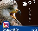 インスタいいね増加！素早く効果を実感出来ます 【最安値で爆速！】オプションサービスも有り！ イメージ1