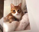 ペットからの話を聞いて人間の言葉でお伝えします 坂上どうぶつ王国で取り上げられたアニマルコミュニケーターです イメージ3
