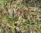 お庭の芝生の雑草を消すアドバイスをします 自宅や敷地の芝生を華麗に保つアドバイスをします。 イメージ4