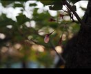 花のおしゃれなオリジナル写真素材を提供します WEBサイト・ロゴ・バナーなどに！4608 x 3456 イメージ6