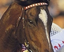 セレクトセール２０２６　当歳の馬体診断を行います 馬体から走る馬を高確率で見抜きます イメージ1