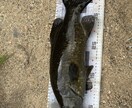 一庫ダムのポイント教えます スモールマウスバスが釣れるポイント教えます！ イメージ1