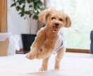 SEOを意識したペット関係の記事できます 上位を目指したいのであればご相談くださいませ イメージ1