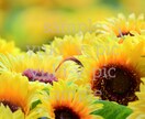 30枚 写真素材、ご提供します 30枚 ご要望に応じた素材提供も、ご相談ください。 イメージ9