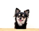 犬、猫ブリーダーコンサルタント致します 犬、猫ブリーダーのコンサルタント、繁殖、販売 イメージ1