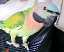 ペットとお話して飼い主さんとの絆を深めます 亡くなった子もOK。質問無制限、何個でもOK。 イメージ1