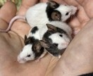 ペットのお悩み一緒に解決します 飼育環境、飼育方法、しつけ、何でも伺います イメージ2