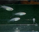 メダカ飼育のお悩み、疑問、質問お伺いします ☘️飼育歴10年以上/電話相談/めだか/餌/水替え/水槽 イメージ9