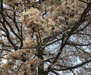 あなたの夢聞きます 誰にも話せないはなしを聞きます イメージ2