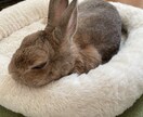 うさぎの飼い方について相談乗ります 元うさぎ専門店スタッフによるオンラインアドバイス イメージ2