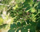 家庭菜園、畑、植木のご相談承ります 野菜、植木農家の経験を活かしサポートします。 イメージ4