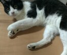 カレンダーやパンフレットに使います 可愛い兄弟猫ちゃん達。仲良し兄弟！ イメージ6