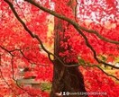 複雑恋愛を明るい未来へ導きます なかなか進まないあの人の本当の気持ちをお伝えします。 イメージ5