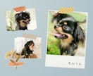 わんちゃん商品の撮影代行します 大型犬から小型犬まで幅広く対応 イメージ4