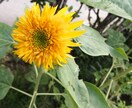 あなたのお悩み、聞きます 心理カウンセラー目指して勉強中 イメージ1