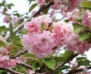 商品の魅力を引き出すお写真撮影します 花や植物、ハンドメイド、化粧品等SNS宣伝用商品撮影承ります イメージ5