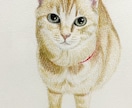 色鉛筆で動物、ペットの似顔絵お描きします 温かみのある世界に一つだけの絵をお届けします イメージ6