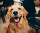 亡くなったペットからのメッセージをお伝えします 霊視鑑定から、大切なペットちゃんからのお声を届けます。 イメージ2