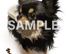 あなたの大切な家族を、心を込めてイラストにします 動物の写真を元にかわいく優しくリアルにイラストを描きます。 イメージ3
