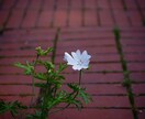 初回限定！天から与えられた使命をお伝えします あなたがより輝いて生きていけるためのメッセージです。 イメージ6