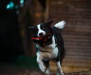 思い出を形に残すペット撮影致します プロ品質で愛犬・愛猫の一瞬を美しく イメージ5