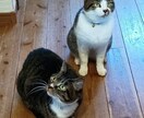 獣医がペットシッターをします 保護猫8匹と暮らす獣医がお留守の間のペットシッターをします イメージ1
