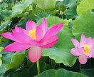 初回のみ】ツインレイ？彼の気持ちを霊視します 霊視鑑定☆気さくで明るい先生です。安心してお話し下さい イメージ4