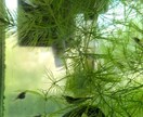 メダカを繁殖させる5原則動画で教えます パワーポイントを使ってメダカを繁殖させる5原則動画で公開 イメージ10