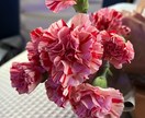 お花からのメッセージをお伝えします 気になったお花のお写真から、お花のメッセージをお伝えします イメージ9
