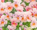 離婚、再婚、毒親、精神疾患などのお話お聞きします 【悩み相談】人生経験を積んできた50代の私がお聞きします☘️ イメージ3