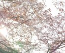 桜ヒーリング◌桜にあなたの心癒してもらいます 時間は戻らない道◦◦日常生活に疲れ迷い願いを持っている方 イメージ1
