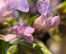 植物、食材を中心に色々な写真を投稿します ミクロの世界への挑戦と探検。まだ見ぬ世界へ。 イメージ10