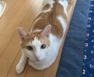 お友達感覚でお話ししませんか、心の支えになります HSP、うつ病、強迫性障害持ちの歯科衛生士 イメージ1