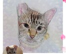 お家の猫ちゃんの似顔絵描きます 色鉛筆で丁寧に仕上げます！！お顔中心に描かせて戴きます。 イメージ7