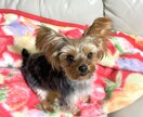 ペットのお悩み一緒に解決します 飼育環境、飼育方法、しつけ、何でも伺います イメージ4