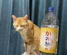 愚痴をお聞き致します ストレス発散しませんか？愚痴を思いっきりぶつけてください。 イメージ3