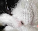 首輪をうばう猫ちゃんます 可愛い動画をよろしくお願いします イメージ1