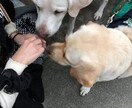ペットのお話を聞かせて頂いてます うわさ話や自慢話など、気軽にお話下さい。 イメージ1