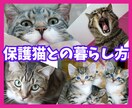保護猫についてボランティア歴7年の私が教えます 保護猫を飼いたい✨ボランティアをしたい✨疑問にお答えします！ イメージ1
