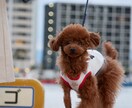 一眼レフやスマホで撮った画像のレタッチをします どんな写真でも可愛く明るくふわふわに！ イメージ4