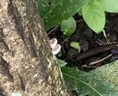 身近な写真を提供します お花や、動物、自然の写真を投稿したいと思います。 イメージ2