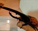 ヘラクレスオオカブトの飼育方法を教えます 幼虫から成虫への飼育方法、伴走型でサポートいたします。 イメージ1