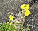 寂しい時、希死念慮が来た時に話を聴きます 近所のおばちゃんみたいにお気軽にどうぞ。癒し系ボイス。 イメージ1