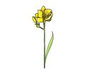 お花のイラスト描きます あなたのお気に入りの花のイラストを描きます！ イメージ5