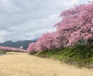 お花の写真メインで提供します お花、風景をメインに写真提供します。 イメージ2