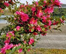 花の写真を提供します 青空や田舎の空気もお届け! 現在70枚、少しずつ増えます。 イメージ10