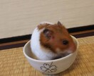 愛玩動物飼養管理士資格保持者が相談乗ります 飼いたいけど飼い方がわからないなどの相談に乗ります イメージ5