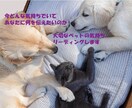 あなたの大切なペットの気持ち❤️リーディングします 今どんな気持ちでいてあなたに何を伝えたいのかを読み解きます✨ イメージ1